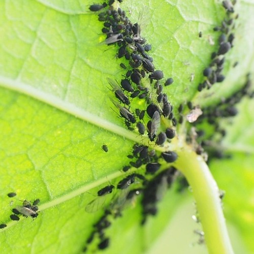 Blattl&auml;use &ndash; die leidigen Problemmacher &nbsp; &nbsp;