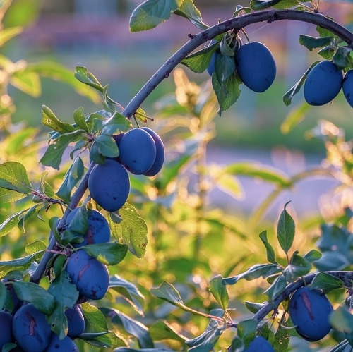 Paradiesische Fr&uuml;chte &ndash; Obst f&uuml;r kleine G&auml;rten &nbsp; &nbsp;