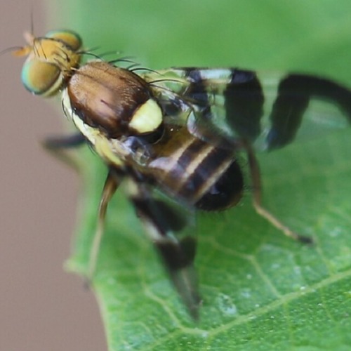 Fruchtfliegen im Obstgarten &nbsp; &nbsp;
