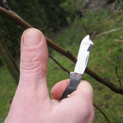 Aus eins mach viele &ndash; Pflanzenvermehrung im Garten: Teil 2 Vegetative Vermehrung &nbsp;