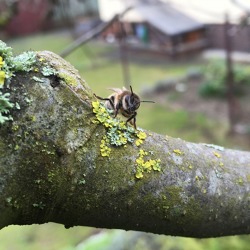 Wildbienen im Garten &ndash; es summt und brummt &nbsp; &nbsp;
