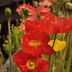 Gartentipps f&uuml;r den Juli