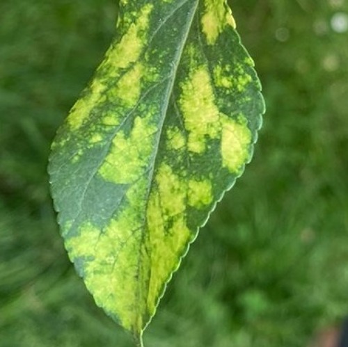 Pflanzenkrankheiten &ndash; eine wichtige Anamnese f&uuml;r unsere Gartenpflanzen &nbsp;&nbsp;