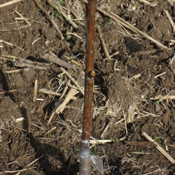 Wie werden Obstb&auml;ume produziert &ndash; von der Unterlage bis zum Hochstamm &nbsp; &nbsp;