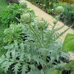 Bunte Vielfalt im Gem&uuml;seanbau &ndash; Tipps zu Mischkultur, Fruchtfolge und Anbaupl&auml;nen&nbsp;