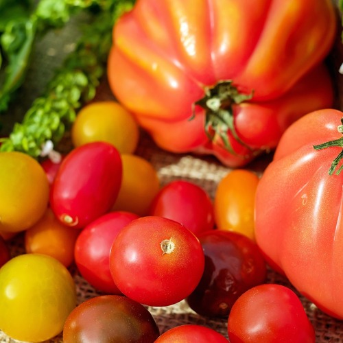 Bunter Tomatenstrau&szlig; - Exoten und Rarit&auml;ten - Aufzucht und Pflege