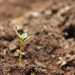 Boden - Grundlage des G&auml;rtnerns