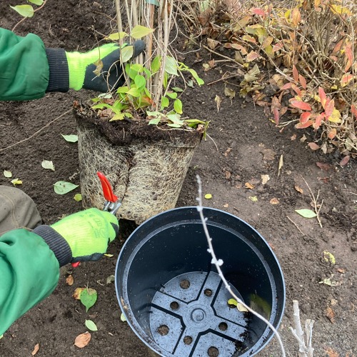 Pflanzung eines Obstgeh&ouml;lzes