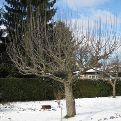 Gartentipps f&uuml;r den Januar&nbsp;